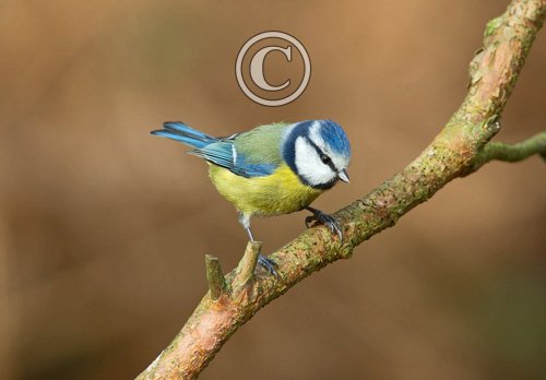 Blue tit DM1448